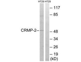Anti-CRMP-2, C-Terminal antibody produced in rabbit~1 mg/mL, affinity isolated antibody, buffered aqueous solution