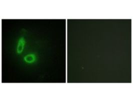 Anti-EFNA1 antibody produced in rabbit~1 mg/mL, affinity isolated antibody, buffered aqueous solution