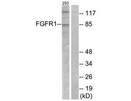 Anti-FGFR1 antibody produced in rabbit~1 mg/mL, affinity isolated antibody, buffered aqueous solution