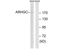 Anti-ARHGEF12 antibody produced in rabbit~1 mg/mL, affinity isolated antibody, buffered aqueous solution