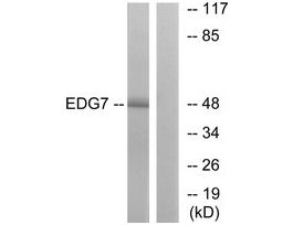 Anti-EDG7, C-Terminal antibody produced in rabbit~1 mg/mL, affinity isolated antibody, buffered aqueous solution