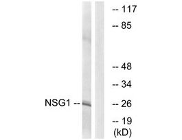 Anti-NSG1 antibody produced in rabbit~1 mg/mL, affinity isolated antibody, buffered aqueous solution