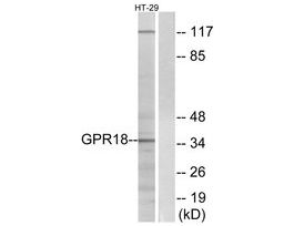 Anti-GPR18 antibody produced in rabbit~1 mg/mL, affinity isolated antibody, buffered aqueous solution