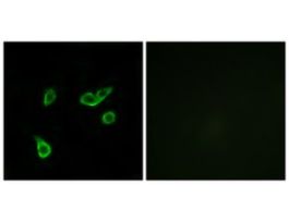 Anti-GPR35 antibody produced in rabbit~1 mg/mL, affinity isolated antibody, buffered aqueous solution