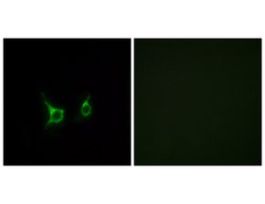 Anti-FFAR2, C-Terminal antibody produced in rabbit~1 mg/mL, affinity isolated antibody, buffered aqueous solution