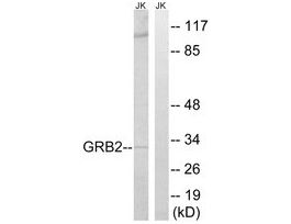 Anti-GRB2 antibody produced in rabbit~1 mg/mL, affinity isolated antibody, buffered aqueous solution