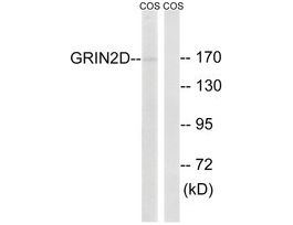 Anti-GRIN2D antibody produced in rabbit~1 mg/mL, affinity isolated antibody, buffered aqueous solution
