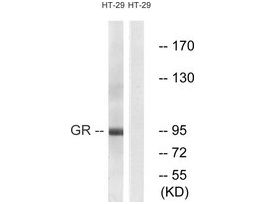 Anti-GR antibody produced in rabbit~1 mg/mL, affinity isolated antibody, buffered aqueous solution
