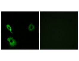 Anti-GRM7 antibody produced in rabbit~1 mg/mL, affinity isolated antibody, buffered aqueous solution
