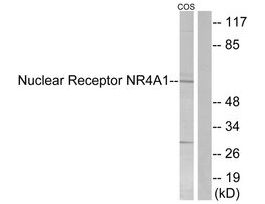 Anti-Nuclear Receptor NR4A1 antibody produced in rabbit~1 mg/mL, affinity isolated antibody, buffered aqueous solution