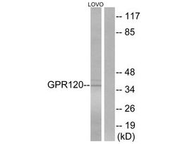 Anti-GPR120 antibody produced in rabbit~1 mg/mL, affinity isolated antibody, buffered aqueous solution