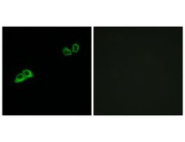 Anti-OR2AT4, C-Terminal antibody produced in rabbit~1 mg/mL, affinity isolated antibody, buffered aqueous solution