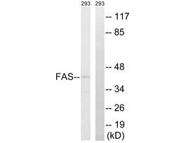 Anti-FAS, C-Terminal antibody produced in rabbit~1 mg/mL, affinity isolated antibody, buffered aqueous solution