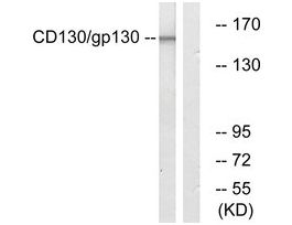 Anti-CD130, C-Terminal antibody produced in rabbit~1 mg/mL, affinity isolated antibody, buffered aqueous solution