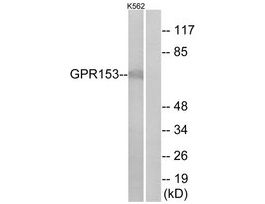 Anti-GPR153 antibody produced in rabbit~1 mg/mL, affinity isolated antibody, buffered aqueous solution