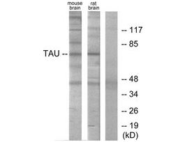 Anti-TAU, C-Terminal antibody produced in rabbit~1 mg/mL, affinity isolated antibody, buffered aqueous solution