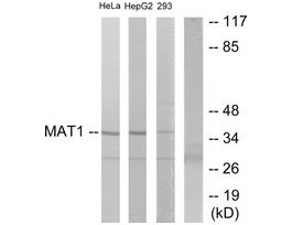 Anti-MAT1 antibody produced in rabbit~1 mg/mL, affinity isolated antibody, buffered aqueous solution