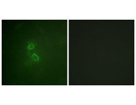 Anti-CD227, C-Terminal antibody produced in rabbit~1 mg/mL, affinity isolated antibody, buffered aqueous solution