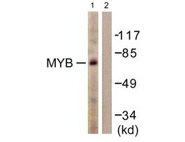 Anti-MYB, N-Terminal antibody produced in rabbit~1 mg/mL, affinity isolated antibody, buffered aqueous solution