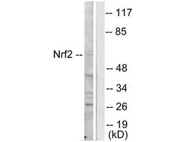 Anti-NRF2, C-Terminal antibody produced in rabbit~1 mg/mL, affinity isolated antibody, buffered aqueous solution