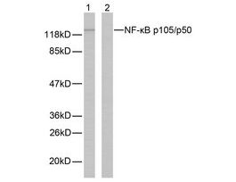 Anti-NF-kappaB p105 antibody produced in rabbit~1 mg/mL, affinity isolated antibody, buffered aqueous solution