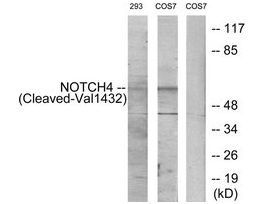 Anti-NOTCH4 (Cleaved-Val1432), C-Terminal antibody produced in rabbit~1 mg/mL, affinity isolated antibody, buffered aqueous solution