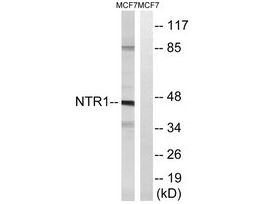 Anti-NTR1 antibody produced in rabbit~1 mg/mL, affinity isolated antibody, buffered aqueous solution