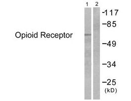 Anti-Opioid Receptor, C-Terminal antibody produced in rabbit~1 mg/mL, affinity isolated antibody, buffered aqueous solution