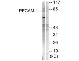 Anti-PECAM-1, C-Terminal antibody produced in rabbit~1 mg/mL, affinity isolated antibody, buffered aqueous solution