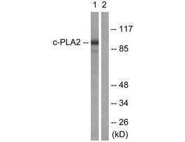 Anti-C-PLA2 antibody produced in rabbit~1 mg/mL, affinity isolated antibody, buffered aqueous solution