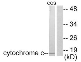 Anti-Cytochrome c, N-Terminal antibody produced in rabbit~1 mg/mL, affinity isolated antibody, buffered aqueous solution