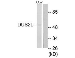 Anti-DUS2L, C-Terminal antibody produced in rabbit~1 mg/mL, affinity isolated antibody, buffered aqueous solution