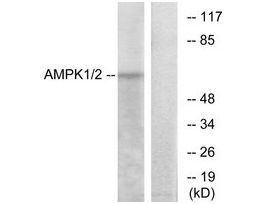 Anti-AMPK1, C-Terminal antibody produced in rabbit~1 mg/mL, affinity isolated antibody, buffered aqueous solution