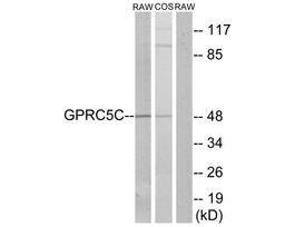 Anti-GPRC5C antibody produced in rabbit~1 mg/mL, affinity isolated antibody, buffered aqueous solution