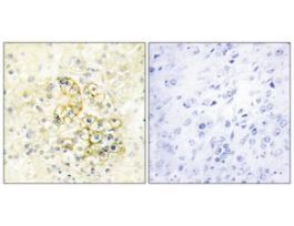Anti-TMEPA antibody produced in rabbit~1 mg/mL, affinity isolated antibody, buffered aqueous solution