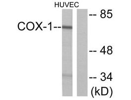 Anti-COX1, C-Terminal antibody produced in rabbit~1 mg/mL, affinity isolated antibody, buffered aqueous solution