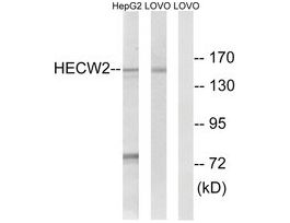 Anti-HECW2 antibody produced in rabbit~1 mg/mL, affinity isolated antibody, buffered aqueous solution