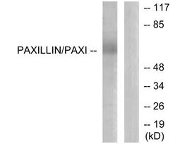 Anti-Paxillin antibody produced in rabbit~1 mg/mL, affinity isolated antibody, buffered aqueous solution