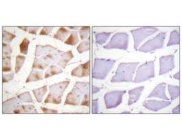 Anti-Actin-pan antibody produced in rabbit~1 mg/mL, affinity isolated antibody, buffered aqueous solution