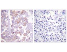 Anti-Synuclein, C-Terminal antibody produced in rabbit~1 mg/mL, affinity isolated antibody, buffered aqueous solution