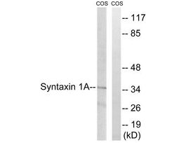 Anti-Syntaxin 1A, N-Terminal antibody produced in rabbit~1 mg/mL, affinity isolated antibody, buffered aqueous solution