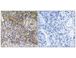 Anti-CD147, C-Terminal antibody produced in rabbit~1 mg/mL, affinity isolated antibody, buffered aqueous solution