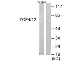 Anti-TCF4, C-Terminal antibody produced in rabbit~1 mg/mL, affinity isolated antibody, buffered aqueous solution