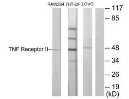 Anti-TNF Receptor II, C-Terminal antibody produced in rabbit~1 mg/mL, affinity isolated antibody, buffered aqueous solution