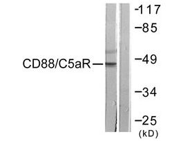 Anti-CD88, C-Terminal antibody produced in rabbit~1 mg/mL, affinity isolated antibody, buffered aqueous solution
