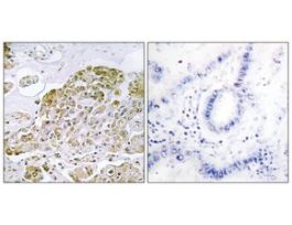 Anti-TFEB, N-Terminal antibody produced in rabbit~1 mg/mL, affinity isolated antibody, buffered aqueous solution