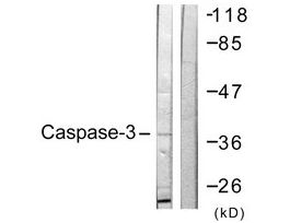 Anti-CASP3 antibody produced in rabbit~1 mg/mL, affinity isolated antibody, buffered aqueous solution