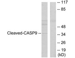 Anti-CASP9 (Cleaved-Asp330), C-Terminal antibody produced in rabbit~1 mg/mL, affinity isolated antibody, buffered aqueous solution