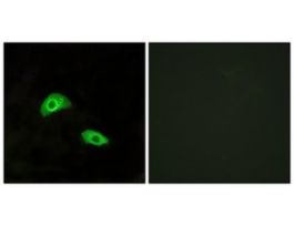 Anti-GPR174 antibody produced in rabbit~1 mg/mL, affinity isolated antibody, buffered aqueous solution