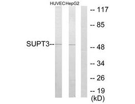 Anti-SUPT3H antibody produced in rabbit~1 mg/mL, affinity isolated antibody, buffered aqueous solution
